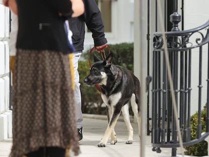 "ميجور" كلب الرئيس الأميركي جو بايدن في البيت الأبيض - 23 مارس 2021 - REUTERS