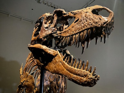 هيكل عظمي لديناصور من نوع الغورغوصور معروضاً في دار Sotheby's بمدينة نيويورك الأميركية- 5 يوليو ، 2022 - REUTERS