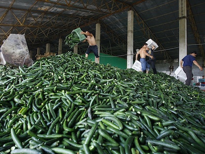 عامل يرمي الخيار ليتم إتلافه في منشأة زراعية بالقرب من بوخارست حيث انهارت المبيعات في أسواق رومانيا بسبب الخوف من تلوث الإشريكية القولونية- 6 يونيو 2011 - REUTERS