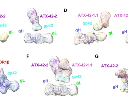 علماء يطورون أجساماً مضادة واعدة للوقاية من فيروس "إبشتاين بار"