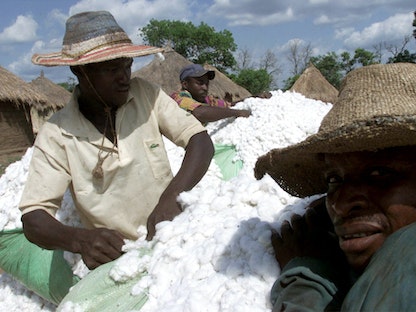 مزارعون يجمعون محصول القطن في إحدى مناطق ساحل العاج - X01459
