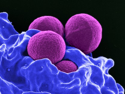 صورة عبر مجهر إلكتروني تُظهر أنواعاً من البكتيريا  - REUTERS