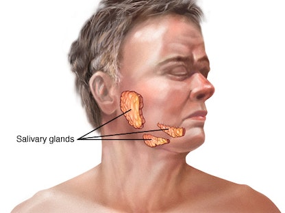 مناطق وجود الغدد اللعابية في وجه الإنسان. - مايو كلينيك