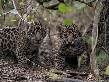 شبلان من نوع  Panthera onca في الحديقة الوطنية بتشاكو بالأرجنتين- 2 نوفمبر 2022.  - REUTERS