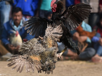 مصارعة ديوك بأحد المهرجانات التقليدية في منطقة مورياغون بولاية آسام شمال شرقي الهند - AFP