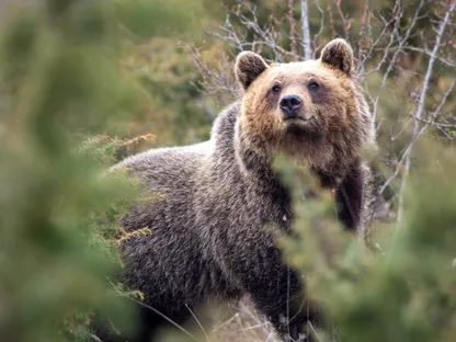 دراسة تجيب.. لماذا أصبحت الدببة الإيطالية أقل عدوانية وأصغر حجماً؟