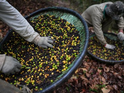 انخفاض أسعار البن عالمياً بعد إلغاء ترمب الرسوم الجمركية على البرازيل