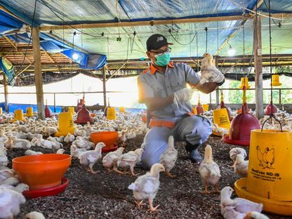 وفاة أول مصاب بسلالة H5N2 من فيروس أنفلونزا الطيور