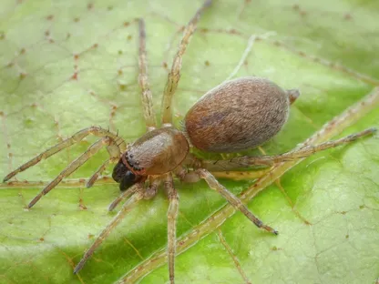 عناكب كلوبيونا Clubiona قادرة على العمل بنشاط خلال الشتاء، صورة تعبيرية - naturespot