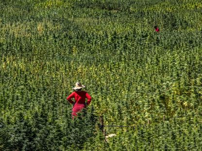 سيدة تقف وسط حقل من نبتة القنب الهندي في منطقة كتامة شمال المغرب. 16 سبتمبر 2022 - AFP