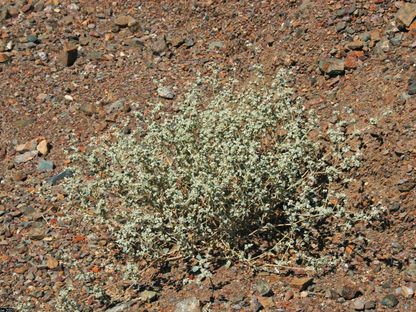 ازدهرت في وادي الموت بكاليفورنيا.. نبتة تتحدى الحرارة تمهد الطريق لثورة زراعية