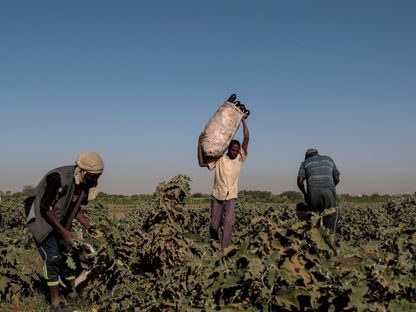 مزارعون يحصدون في جزيرة توتي بالعاصمة السودانية الخرطوم. 14 فبراير 2020 - REUTERS