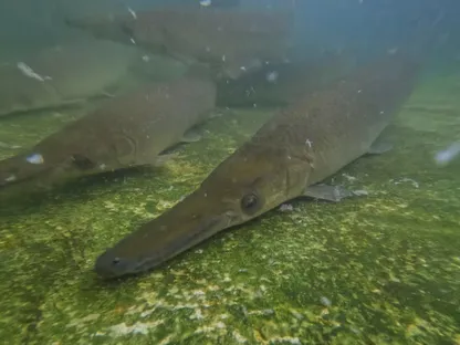 أسماك المانجوارِي المهددة بالانقراض في حوض تكاثر بمحطة استزراع هيدروبيولوجية في مستنقع زاباتا، سيناجا دي زاباتا، كوبا. 19 نوفمبر 2025 - Reuters