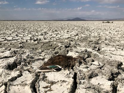 بطة نافقة فوق التربة المتشققة في قاع بحيرة أكشهير بعد تعرضها للجفاف بمدينة قونية في تركيا. 4 أكتوبر 2022 - AFP