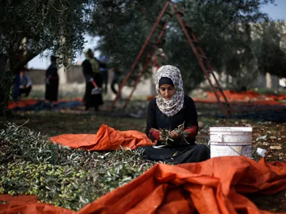 مزارعون أردنيون يقطفون الزيتون خلال موسم الحصاد في مزرعة بمدينة إربد شمال العاصمة عمّان. 18 نوفمبر 2014 - REUTERS