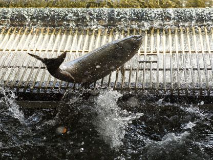 سمك السلمون من نوع شينوك قبل أن يتم وضع علامة عليها في مفرخ نهر الريش التابع لإدارة الأسماك والحياة البرية بكاليفورنيا الأميركية. 27 مايو 2021 - AFP