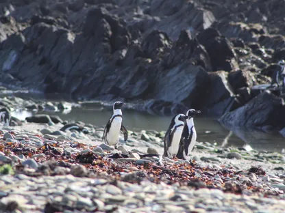 حماية البطريق الإفريقي باتت قضية تتجاوز حدود العلوم البحرية - https://research-portal.st-andrews.ac.uk/en/persons/jacqueline-sarah-glencross/
