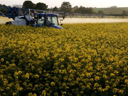 مزارع يرش حقل لفت بالمبيدات الحشرية ومبيدات الفطريات في بليكور بالقرب من كامبراي في فرنسا. 10 مايو 2015 - Reuters