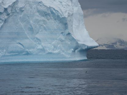 يسبح البطريق في البحر بينما يحقق العلماء في تأثير تغير المناخ على مستعمرات البطريق في القارة القطبية الجنوبية - 15 يناير 2022 - REUTERS