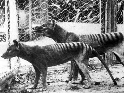 زوج من حيوان نمر تسمانيا في حديقة حيوان بأستراليا. 1933 - Getty