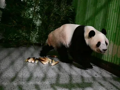 وصول توأمين من الباندا مولودين في اليابان إلى موطنهما بالصين