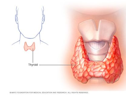 تقع الغدة الدرقية في أسفل العنق أسفل تفاحة آدم مباشرة - "مايو كلينيك"