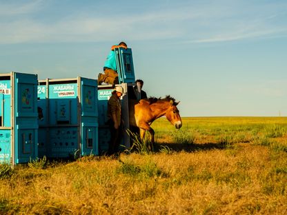 يطلق الموظفون حصان  برزيوالسكي من حاوية إلى البرية خارج بلدة أركاليك في كازاخستان، 4 يونيو 2024 - AFP