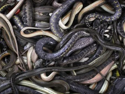 مصر.. إحباط دخول 45 عقرب فيتنامي وبرازيلي وأكثر من 200 حيوان زاحف