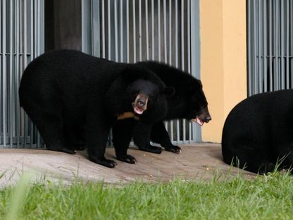 منظمة حياة برية: إنقاذ 16 من صغار الدب الأسود الآسيوي في لاوس