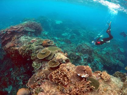 الغوص في منطقة الحاجز المرجاني العظيم في كوينلساند باركس أثناء فحص حالة الشعاب المرجانية  - REUTERS