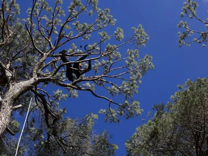 الجفاف يعصف بأشجار الصنوبر في لبنان.. وتباطؤ جهود مكافحة الآفات