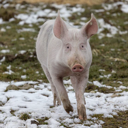 ألمانيا.. حديقة حيوانات تغير اسم خنزير بسبب الغزو الروسي لأوكرانيا