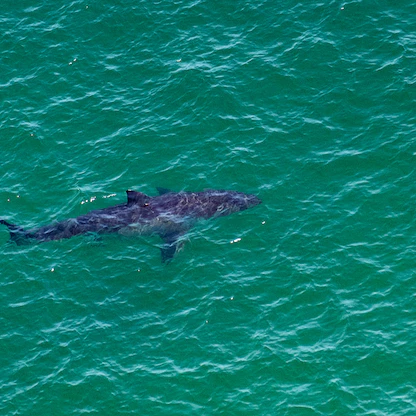 أسماك القرش تواجه "الخطر" في محميات البحر المتوسط