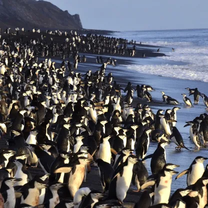 البطاريق تأخذ أكثر من 10 آلاف قيلولة خلال اليوم