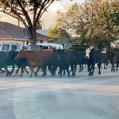 مطاردة قطيع أبقار فرّ من مسلخ في كاليفورنيا