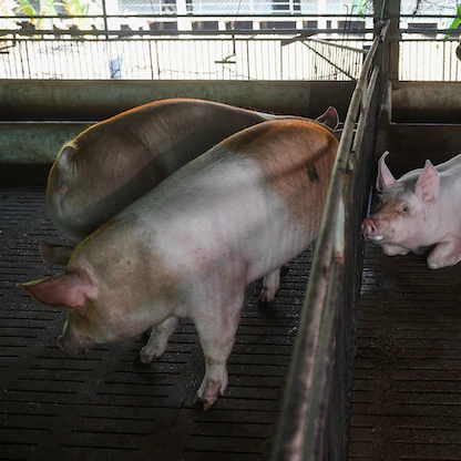 اكتشاف إصابة بحمى الخنازير الإفريقية في مزرعة بكوريا الجنوبية