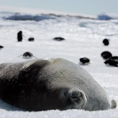 خبراء أستراليون: إنفلونزا الطيور ربما تسببت في نفوق مئات من صغار الفقمة