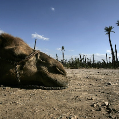  أسوأ موجة جفاف منذ 40 عاماً تحول المغرب من الزراعة إلى الصناعة
