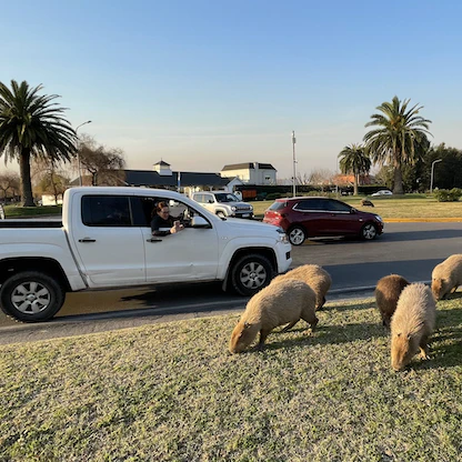 خنزير الماء يجتاح أحد أرقى أحياء بوينس آيرس