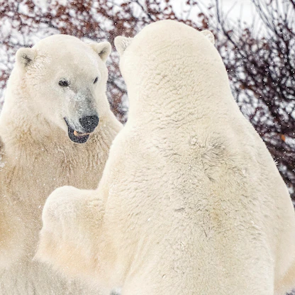 قلق من انقراض الدببة القطبية في كندا 