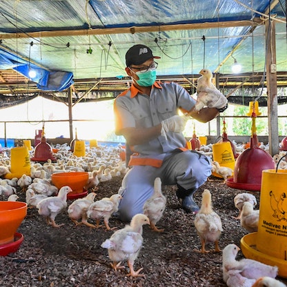 خبراء يحذرون: إنفلونزا الطيور فيروس "سريع التطور" يقترب من إصابة البشر