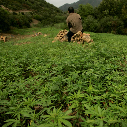 الحكومة المغربية تقر مشروع قانون لقوننة زراعة القنب الهندي
