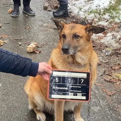 الحيوانات تجتاز اختبار الإنسانية في فيلم Animals in War