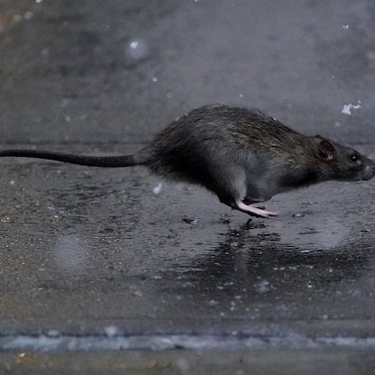 الفئران تستحضر ذكريات الماضي من خلال ربط الحواس بالمكان