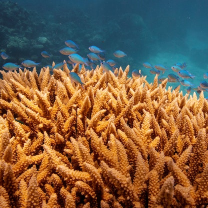 اليونسكو: تدهور الحاجز المرجاني في أستراليا لا يزال مستمراً 