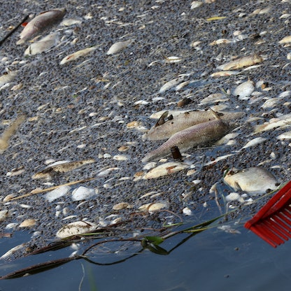 باحثون: طحالب سامة نادرة وراء نفوق الأسماك في نهر أودر