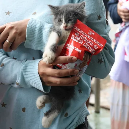 دراسة: طعام القطط النيء له مخاطر على الحيوانات الأليفة ومربيها