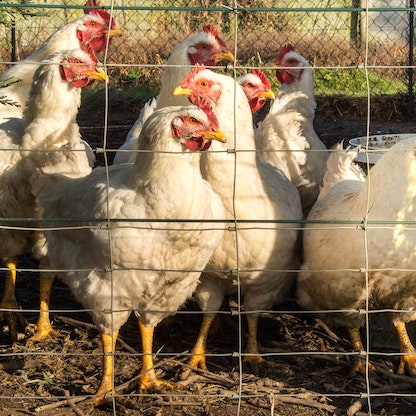 إعدام 220 ألف دجاجة بأضخم تفشٍّ لإنفلونزا الطيور في التشيك