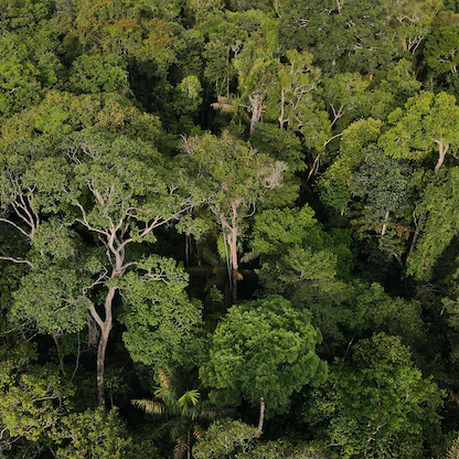 كيف تساهم الغابات في الحفاظ على صحة البشر؟