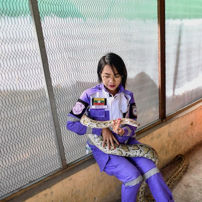 "أميرة الثعابين" في ميانمار.. تنقذ الأفاعي وتعيدها إلى بيئتها
